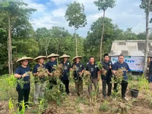 LDK dan LAZISMU Panen Raya Kacang Tanah bersama Mualaf Suku Baduy