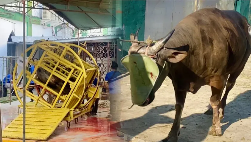 Suasana Penyembelihan Qurban di Masjid Al Jihad Banjarmasin
