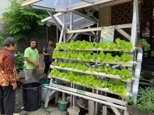 Dosen Muhammadiyah Ciptakan Inovasi Sistem Akuaponik Dengan Memanfaatkan Air Wudhu