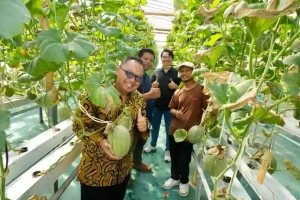 Panen Raya, Startup Inofarm Binaan UMY Perkuat Komitmen Dukung Ekosistem Kewirausahaan Bidang Agrowisata